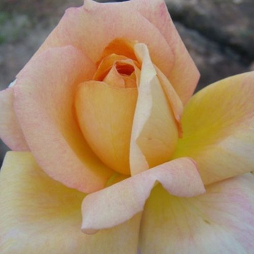 Amarillo oscuro - Árbol de Rosas Híbrido de Té - rosal de pie alto- forma de corona de tallo recto